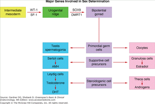 Disorders Of Sex Determination And Differentiation Oncohema Key