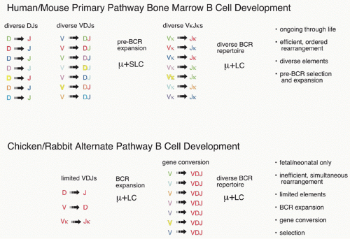 B Lymphocyte Development And Biology Oncohema Key