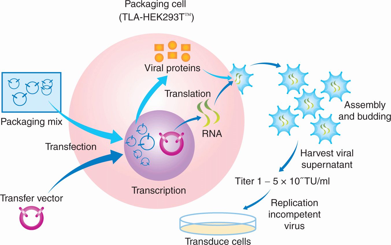 Methods of Molecular Analysis | Oncohema Key