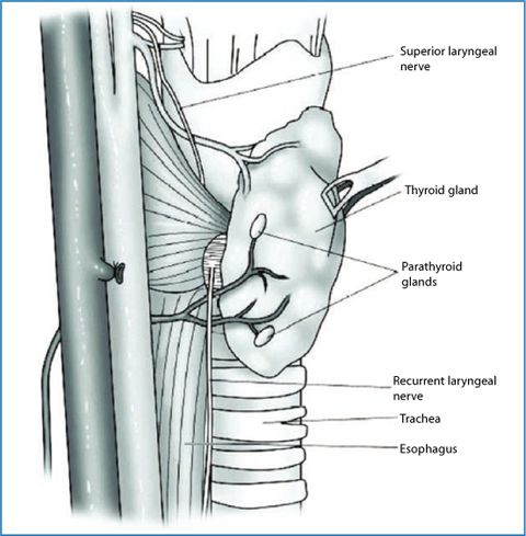 A978-88-470-5758-6_2_Fig2_HTML.jpg