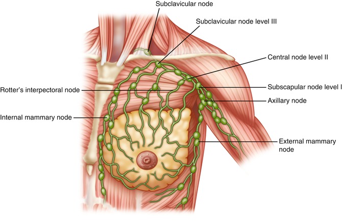 A303957_1_En_1_Fig15_HTML.jpg