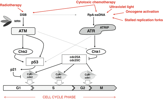 A340512_1_En_3_Fig2_HTML.gif