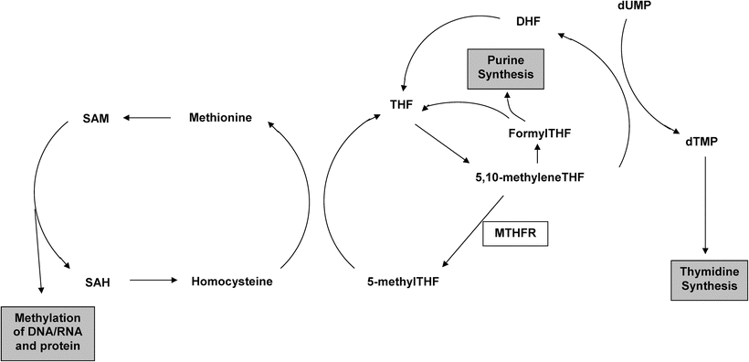 A144855_2_En_14_Fig3_HTML.gif