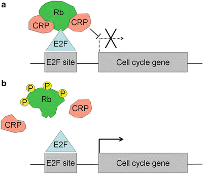 A144855_2_En_23_Fig3_HTML.gif