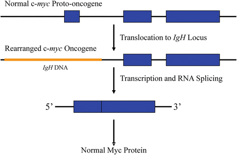 A144855_2_En_7_Fig2_HTML.gif