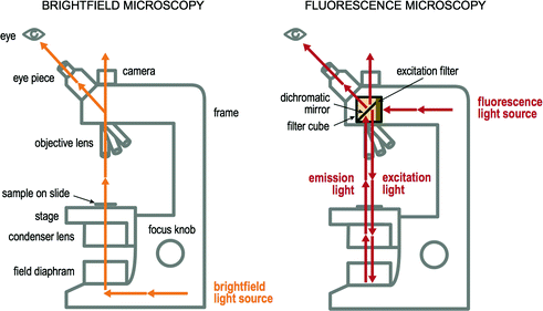 A320539_1_En_2_Fig4_HTML.gif