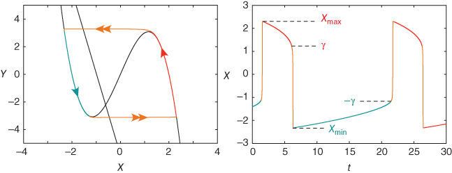 Graphs of the regulating system limit cycle. Left displays a cycle with two starting points, one from the lower X plane and one from top Y plane. Right graph has two peeks and one dip.