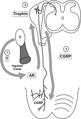 A187719_1_En_19_Fig4_HTML.gif