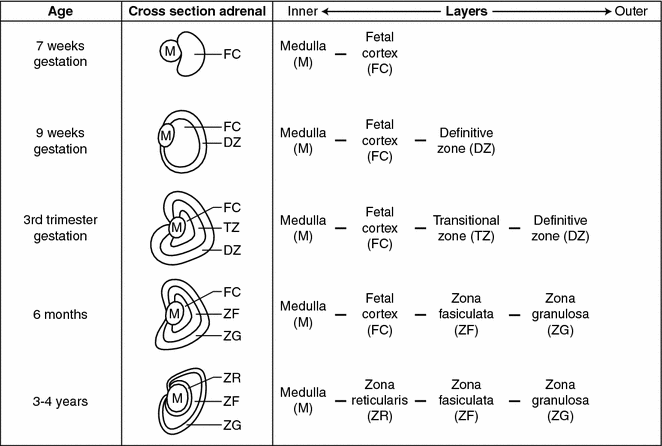 A187719_1_En_7_Fig2_HTML.gif