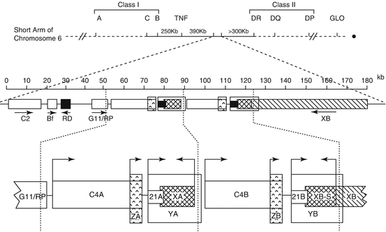 A370642_1_En_5_Fig1_HTML.gif