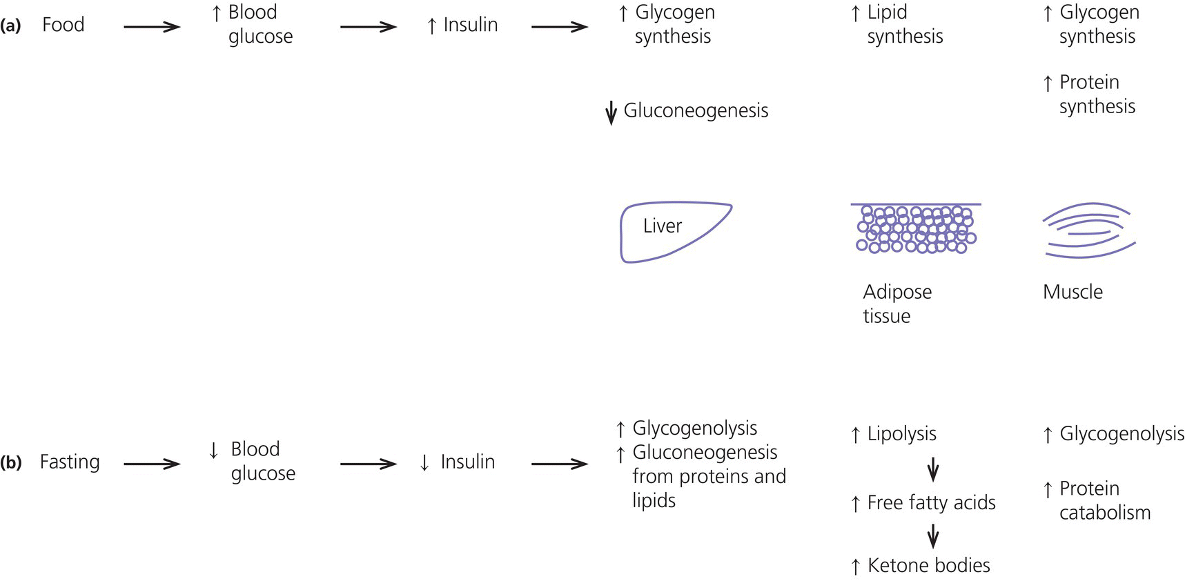 Schematic illustrating glucose homeostasis in the fed state with increase in blood glucose, insulin, glycogen synthesis, lipid synthesis, etc. and in the fasting state with decrease in blood glucose and insulin and increase in glycogenolysis, lipolysis, etc.