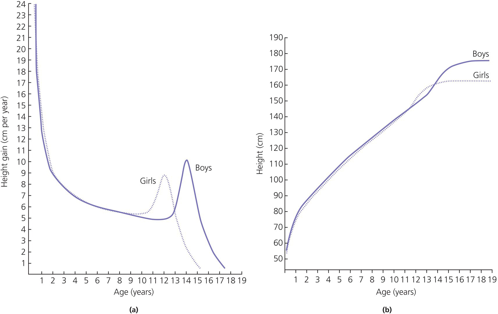 Graphs of height gain vs. age displaying descending–ascending–descending curves (left) and height vs. age displaying ascending curves (right). The curves represent girls (dotted) and boys (solid).