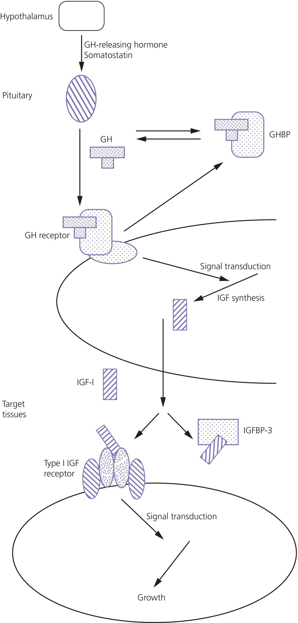 Flow diagram of the growth hormone–insulin‐like growth factor axis, from hypothalamus to pituitary, to GH receptor, to IGF-I, and to IGFBP-3 and type I IGF receptor.