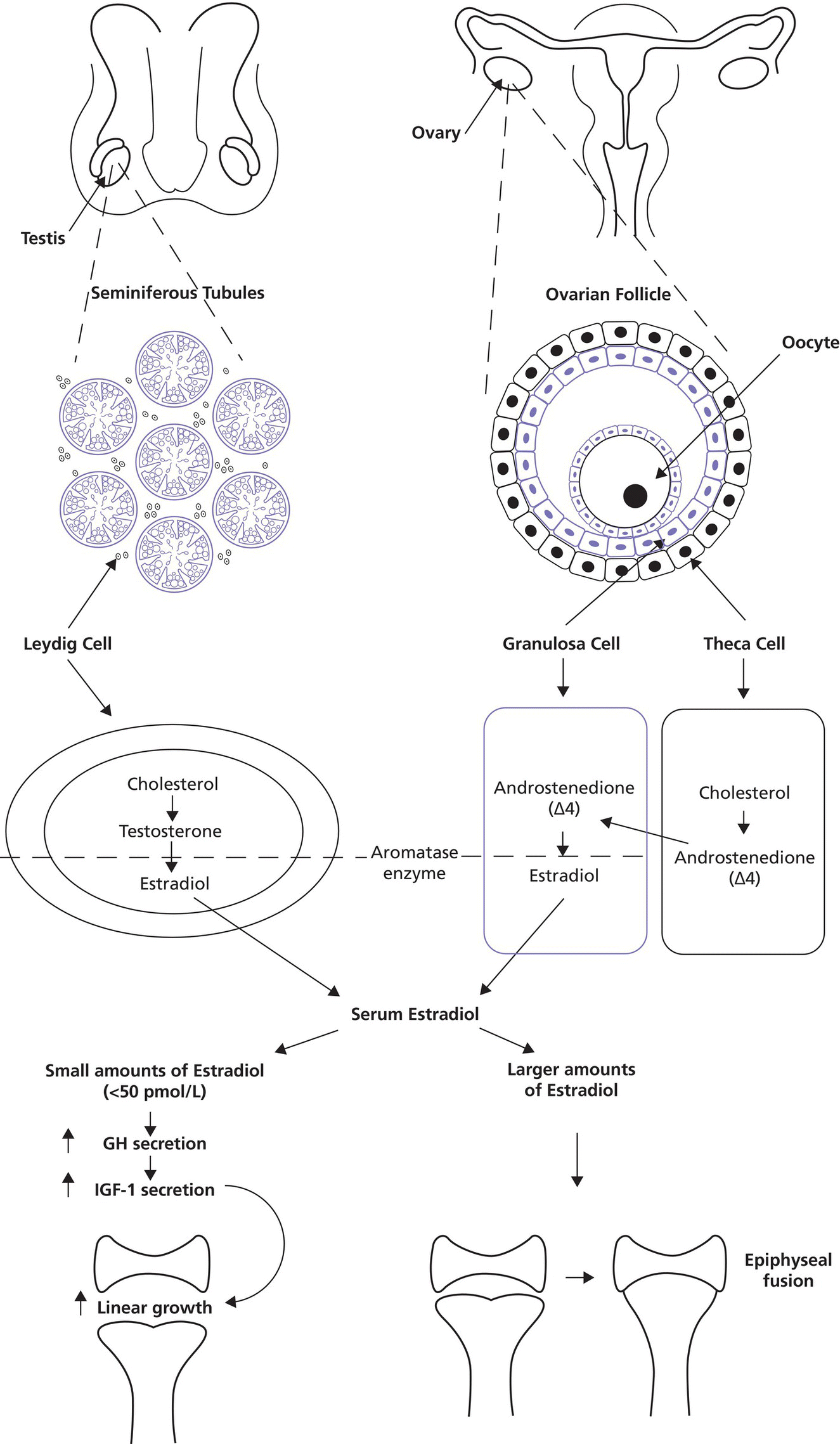 Flow diagram illustrating the effect of estradiol on growth, from testis to seminiferous tubules, to serum estradiol, and to linear growth, and from ovary to ovarian follicle, to serum estradiol, and to epiphyseal fusion.