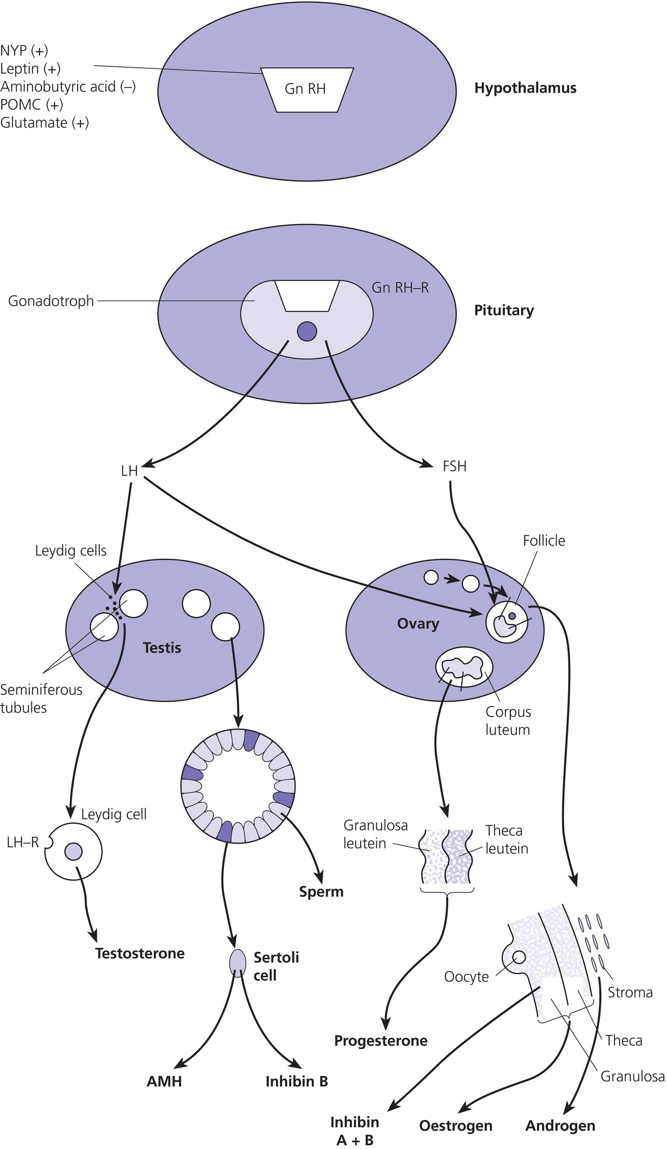 Schematic representation of hypothalamic–pituitary–gonadal pathways, with pituitary linked by arrows down to testosterone, progesterone, etc. On the top-most portion is an ellipse depicting the hypothalamus.