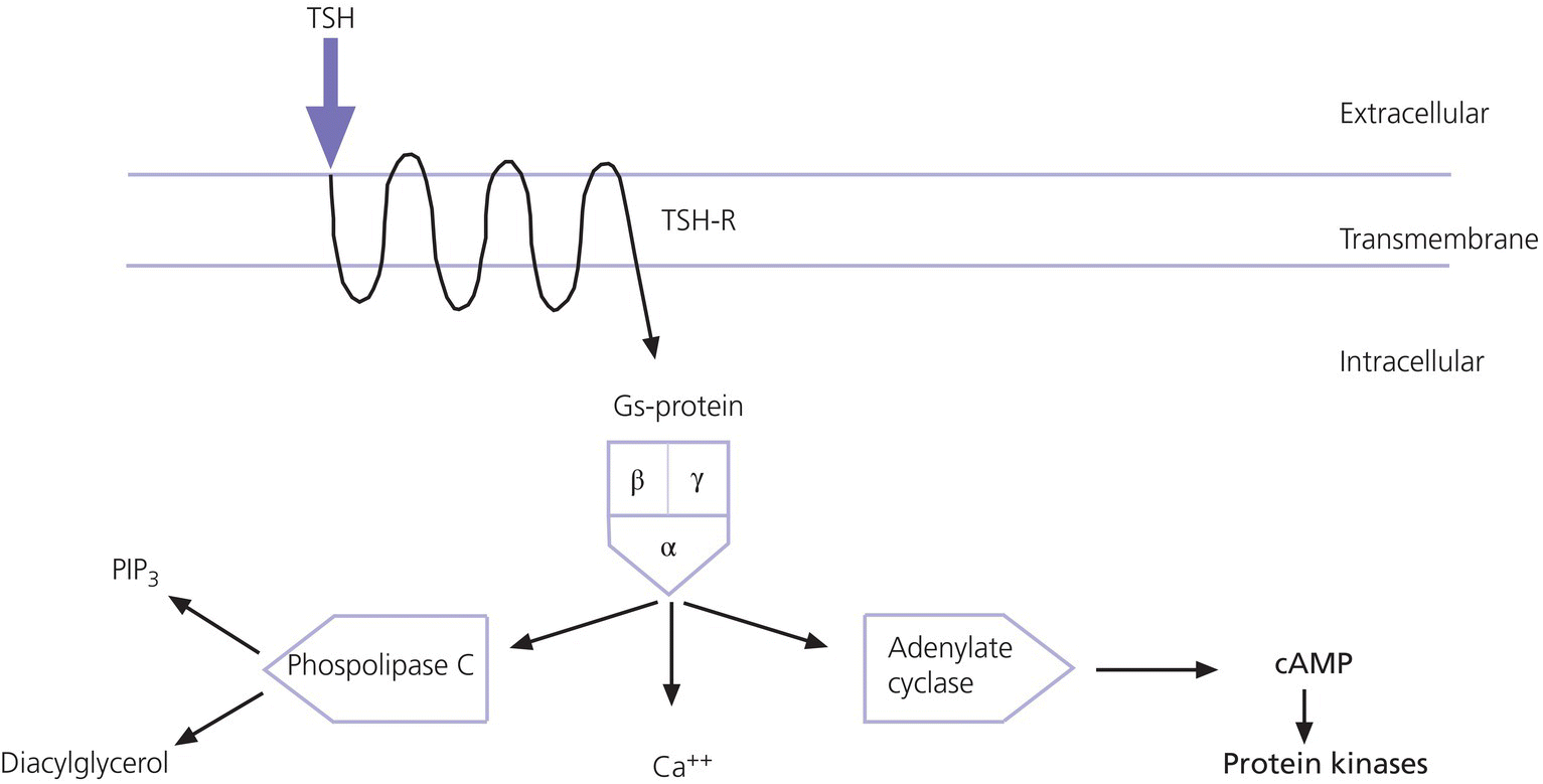 Schematic flow from TSH to TSH-R through extracellular, transmembrane, etc. to Gs-protein, branching to phospholipase C and adenylate cyclase, to PIP3 and diacylglycerol, and cAMP to protein kinases, respectively.