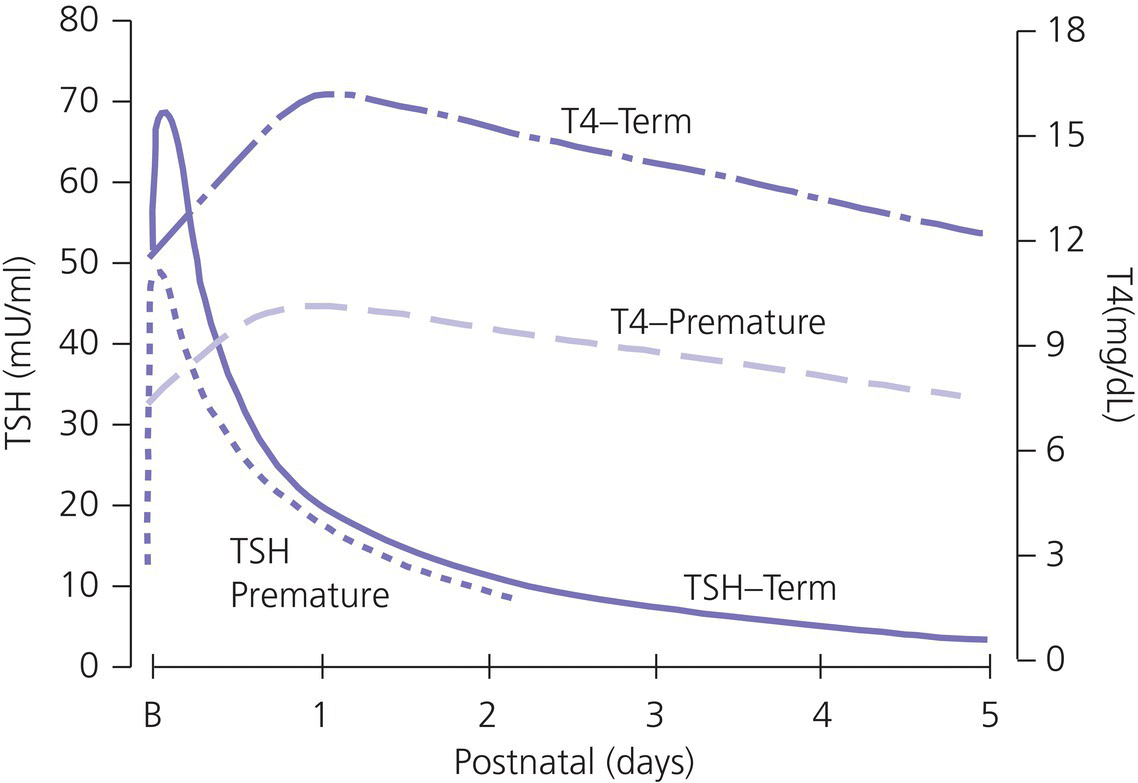 Graph of TSH (mU/mL) and (T4(mg/dL) vs. postnatal (days) displaying 4 discrete curves labeled T4–term, T4–premature, TSH–term, and TSH premature.