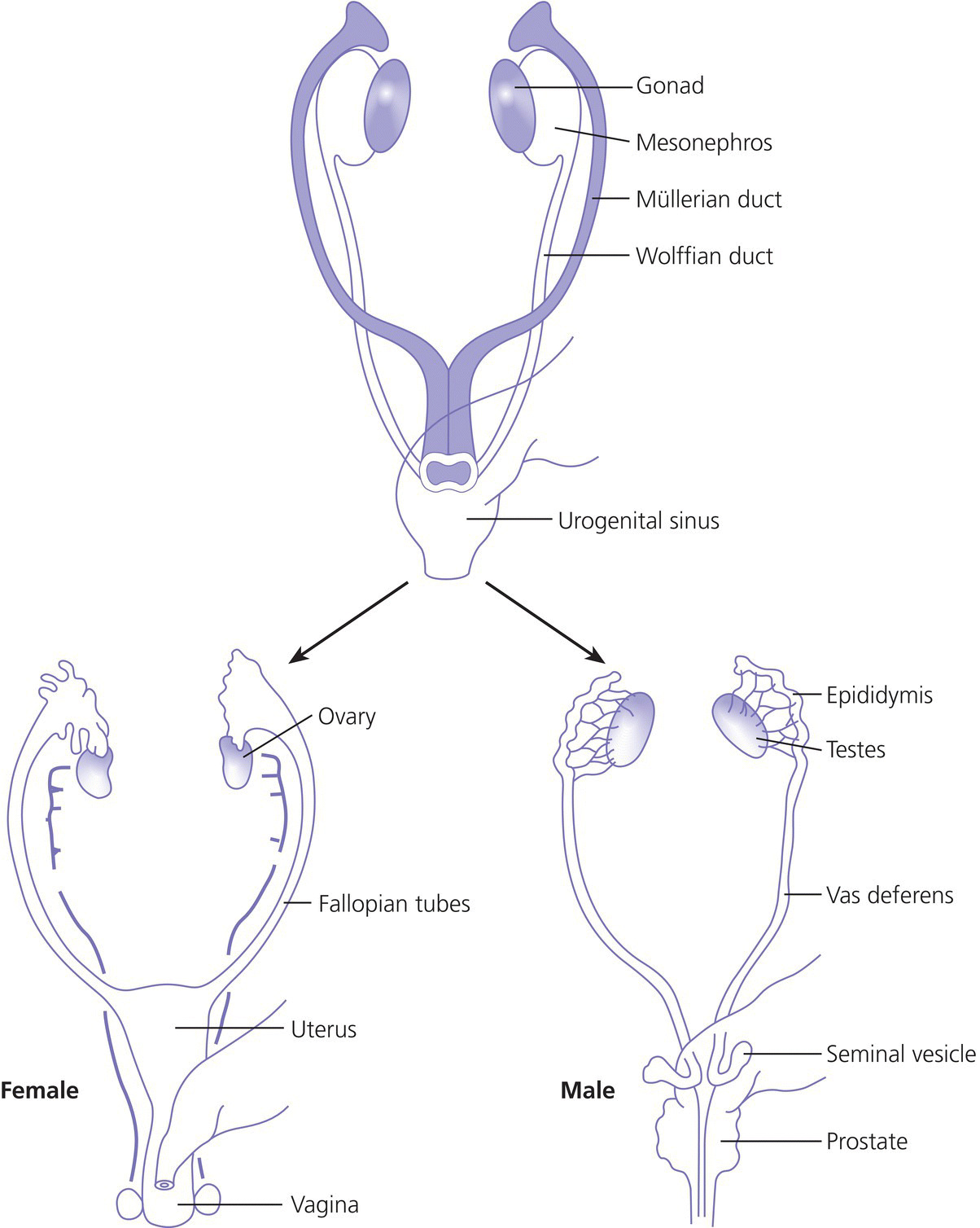 Diagram displaying Wolffian ducts and Mullerian having 2 arrows leading to female genitalia labeled ovary, fallopian tubes, etc., and male genitalia labeled epididymis, testes, vas deferens, seminal vesicle, and prostrate.