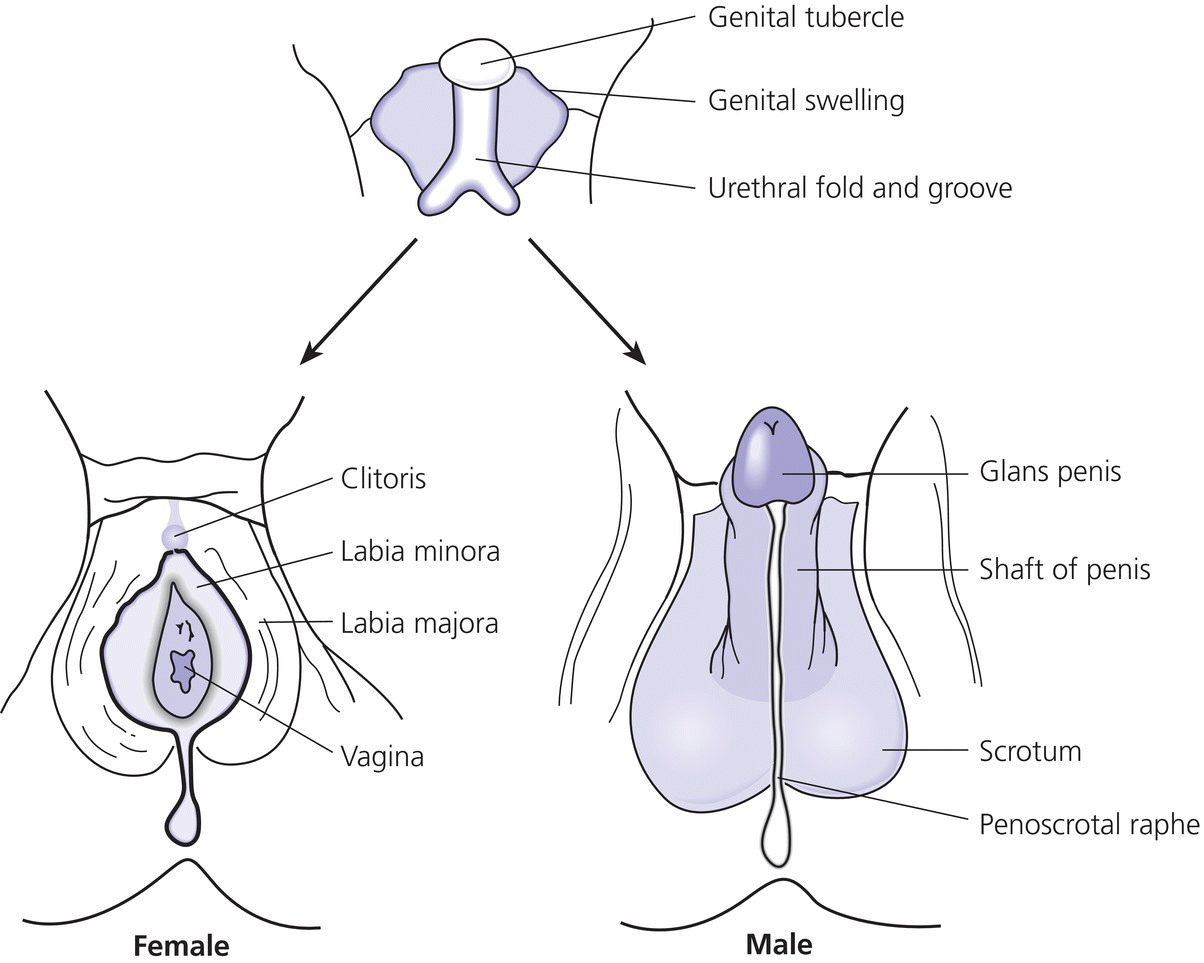 Diagram displaying common anlage labeled genital tubercle, genital swelling, and urethral fold and groove with arrows to female (bottom left) and male (bottom right) external genitalia with lines indicating the parts.