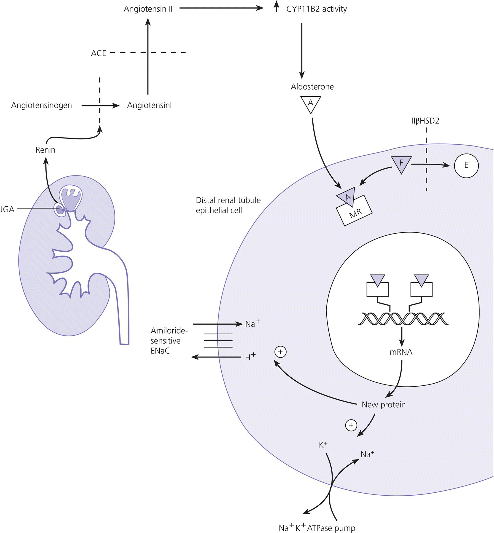 Schematic diagram of aldosterone stimulation and action displaying the kidney with labels JGA and an arrow to Renin leading to aldosterone, to the distal renal tubule epithelial cell with arrows from the center to mRNA, new protein, etc.