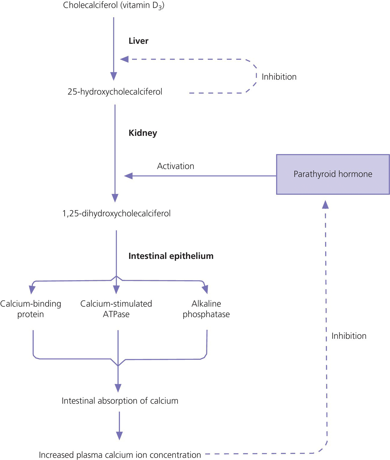 Flowchart of the vitamin D metabolism starting from cholecalciferol (vitamin D3) to 25-hydroxycholecalciferol, to 25-hydroxycholecalciferol, leading to increased plasma calcium ion concentration.