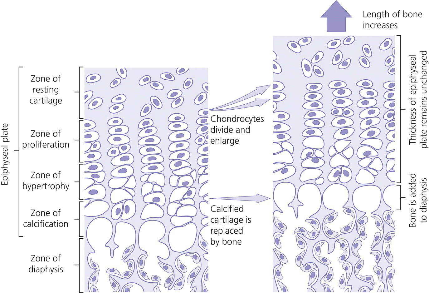 Schematic diagram of longitudinal growth of the long bones displaying the epiphyseal plate and zone of diaphysis with arrows to the bone formation having brackets labeled thickness of epiphyseal plate… and bone is added to diaphysis.