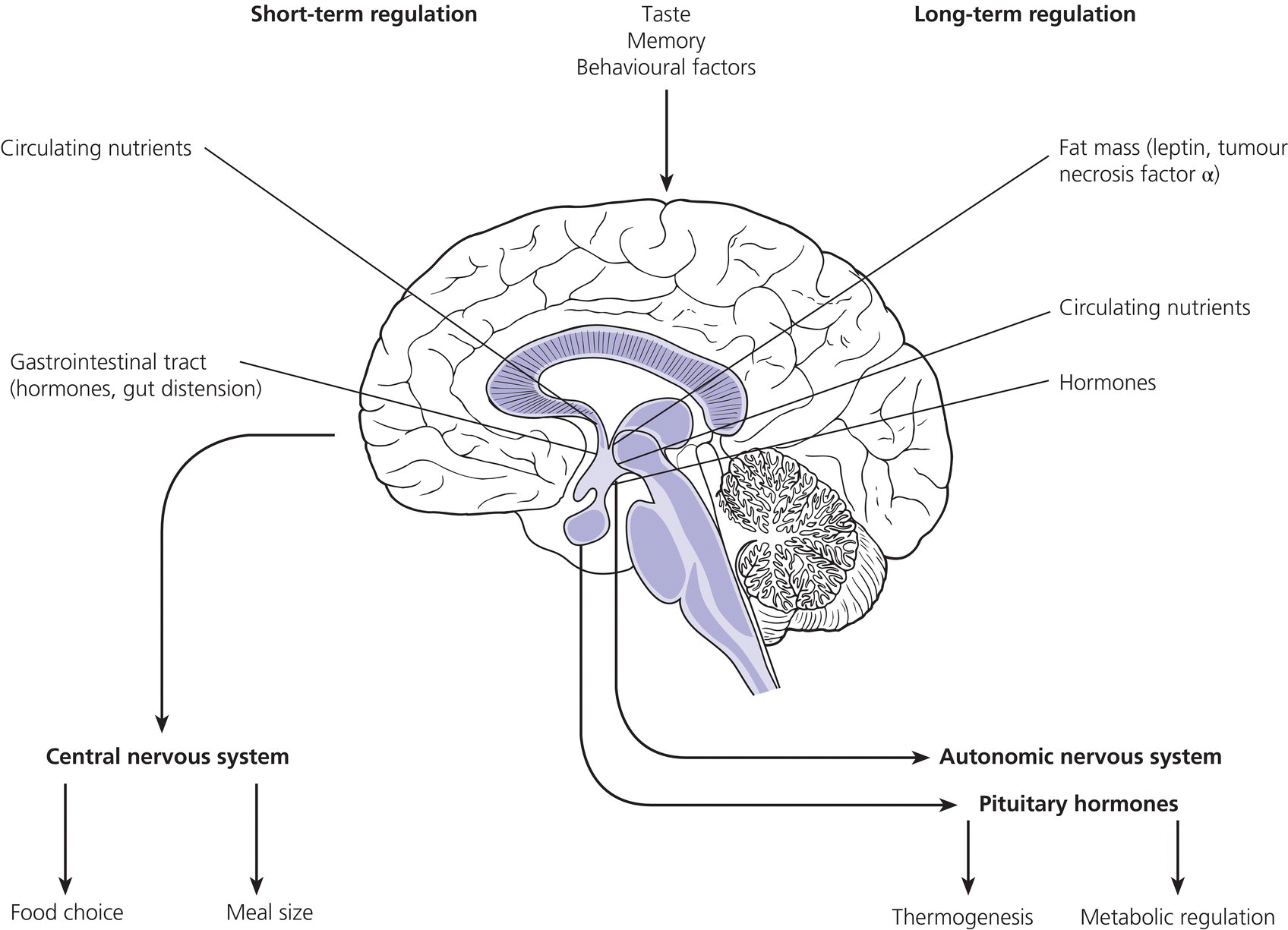 Diagram of a brain illustrating the influences on the hypothalamic control of satiety, with lines marking circulating nutrients, gastrointestinal tract, etc. and pointed by an arrow labeled taste, memory, behavioural factors. Downward arrows are also labeled central nervous system, autonomic nervous system, and pituitary hormones.