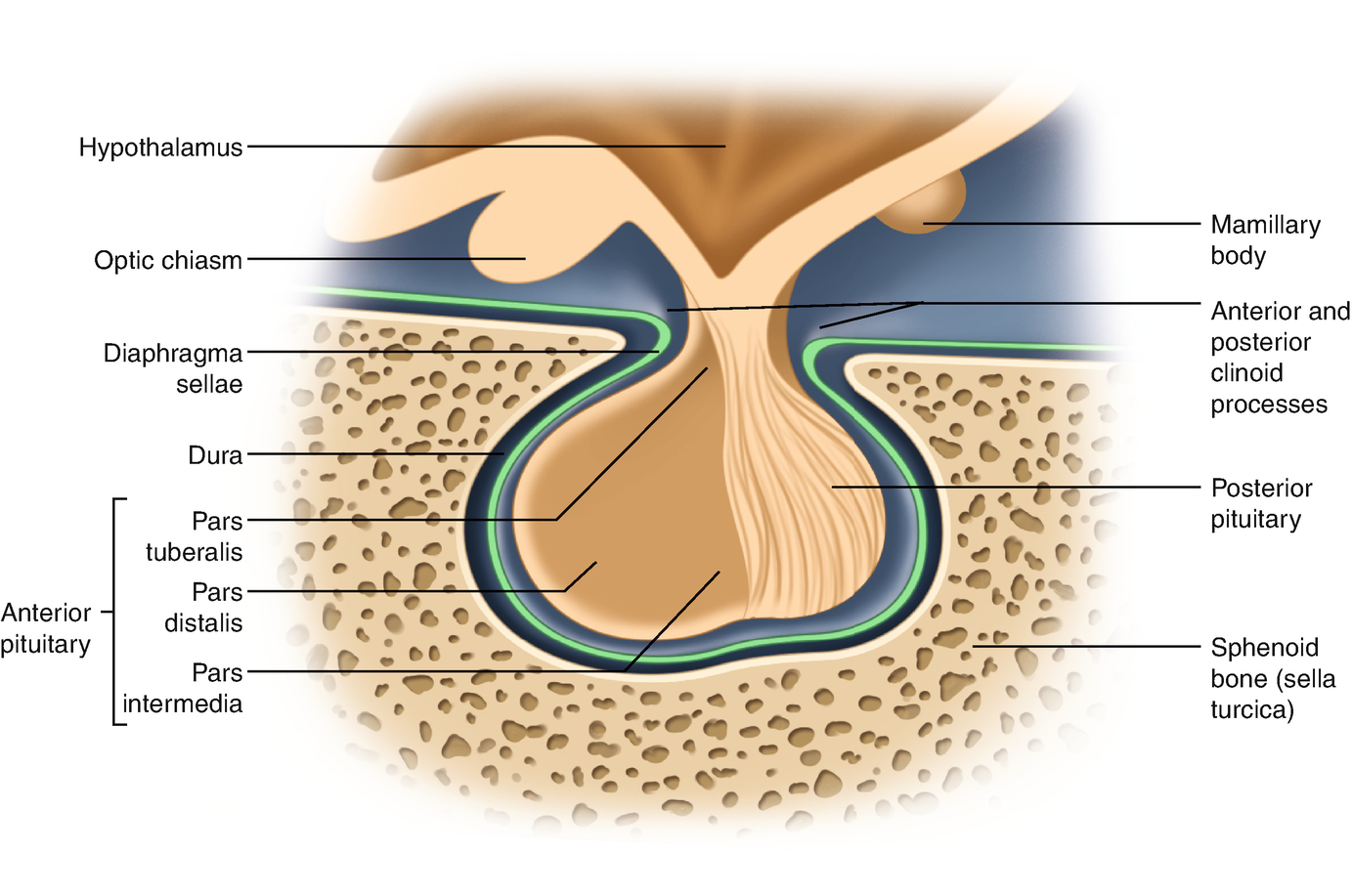 Diaphragma Sellae And Cavernous Sinus