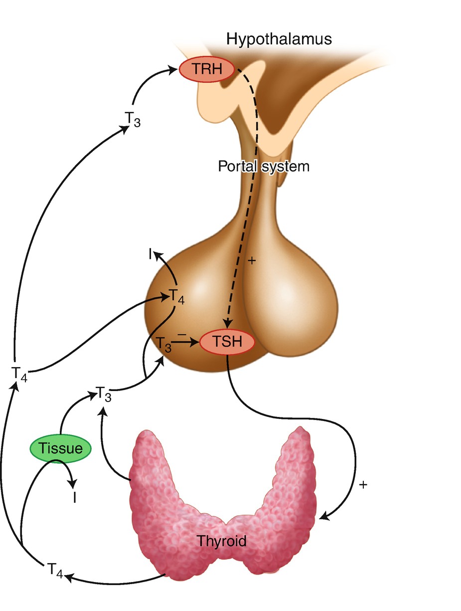 ../images/483405_1_En_4_Chapter/483405_1_En_4_Fig1_HTML.jpg