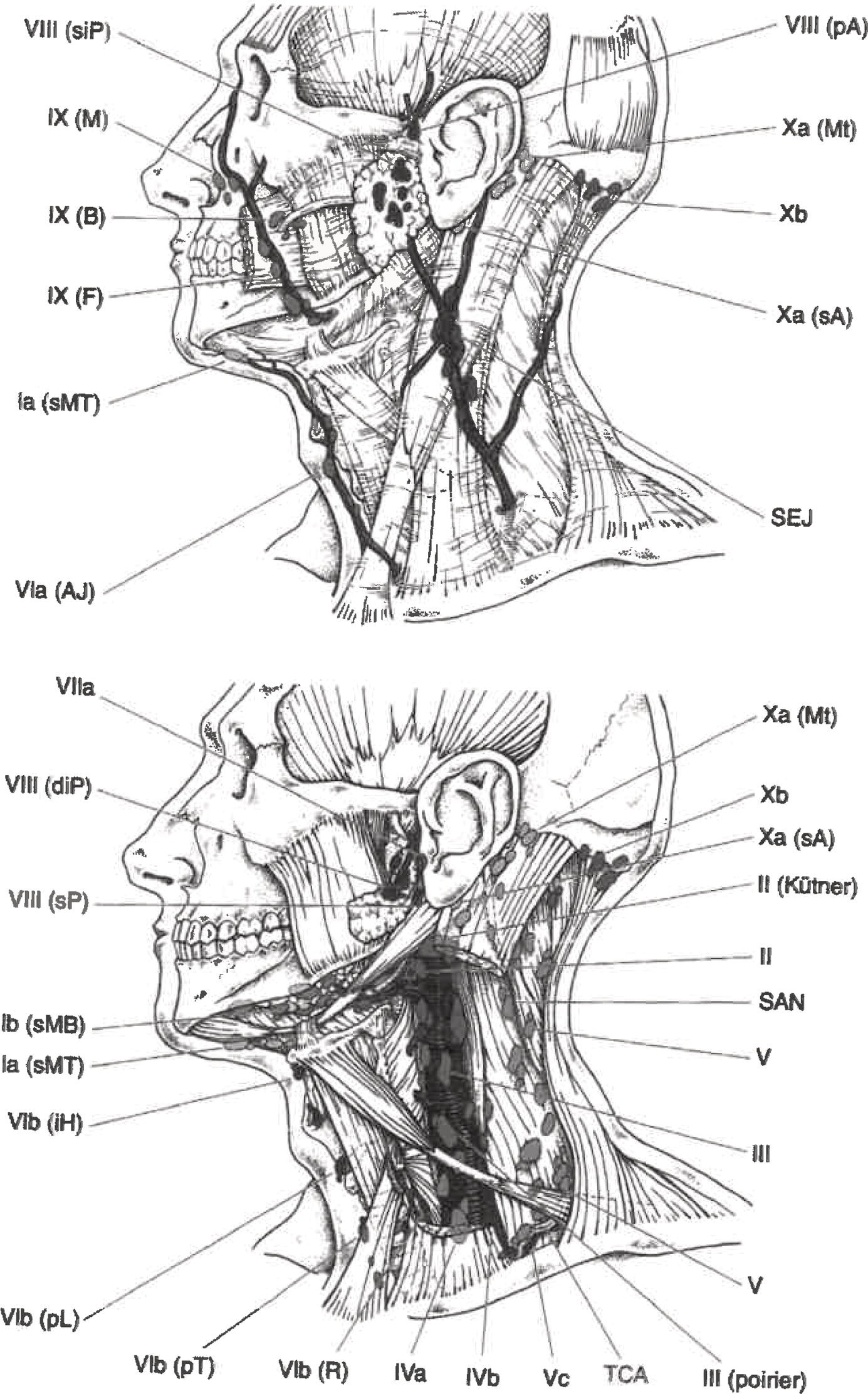 Schematic illustration of regional lymph nodes.