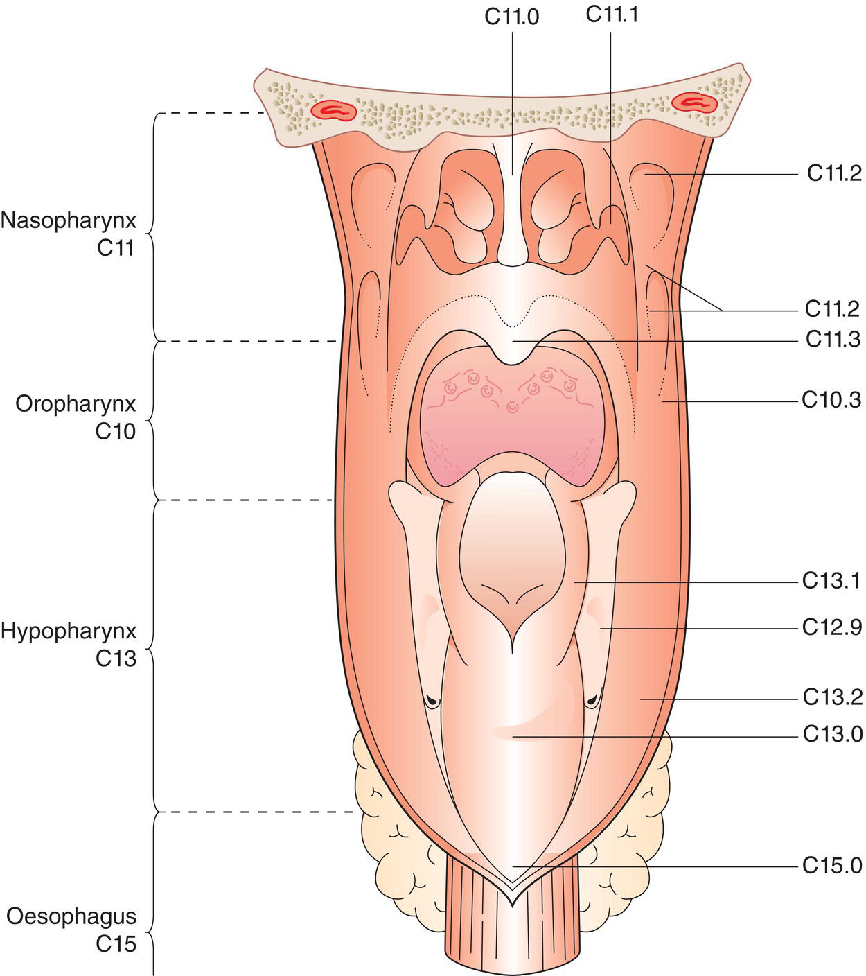 Schematic illustration of Postero‐superior wall that extends from the level of the junction of the hard and soft palates to the base of the skull, Lateral wall inluding the fossa of Rosenmüller, Inferior wall consists of the superior surface of the soft palate.