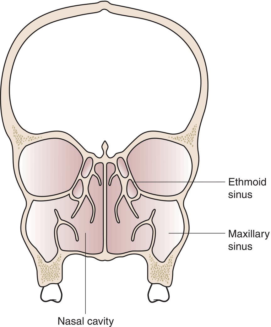 Schematic illustration of Nasal Cavity.