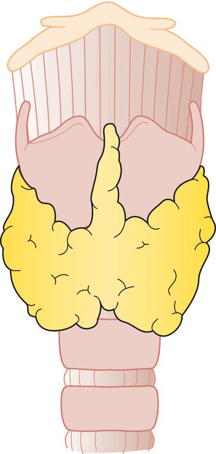 Schematic illustration of Thyroid gland.