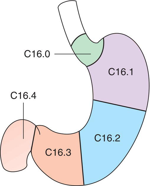 Schematic illustration of Anatomical Subsites.