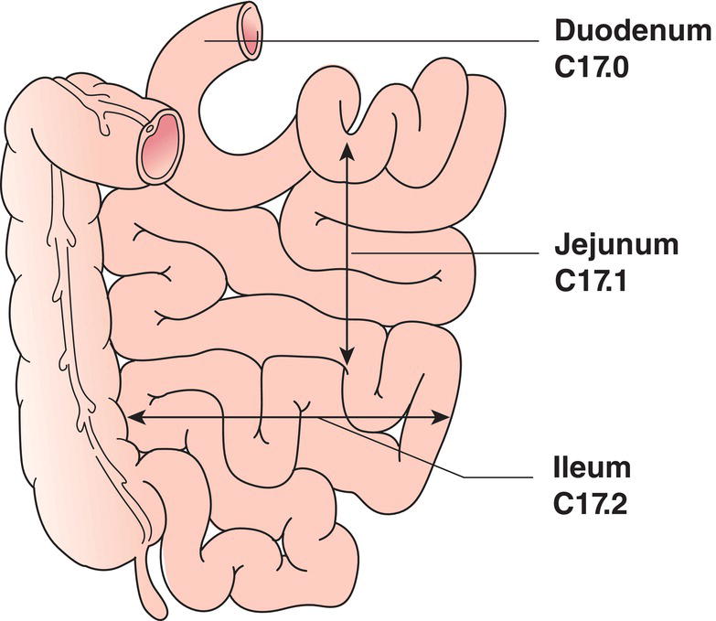 Schematic illustration of Anatomical Subsites.