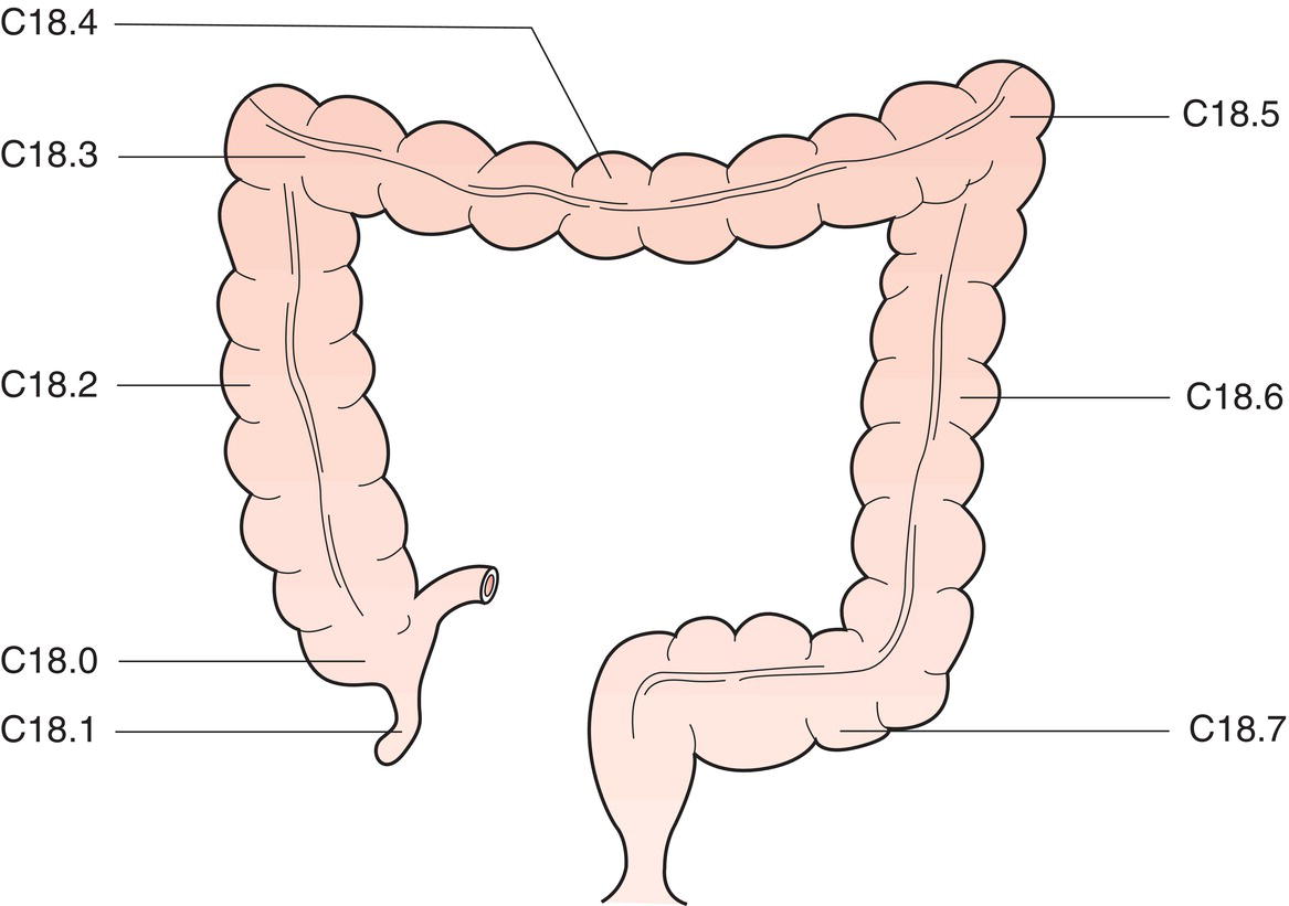 Schematic illustration of the details of colon.