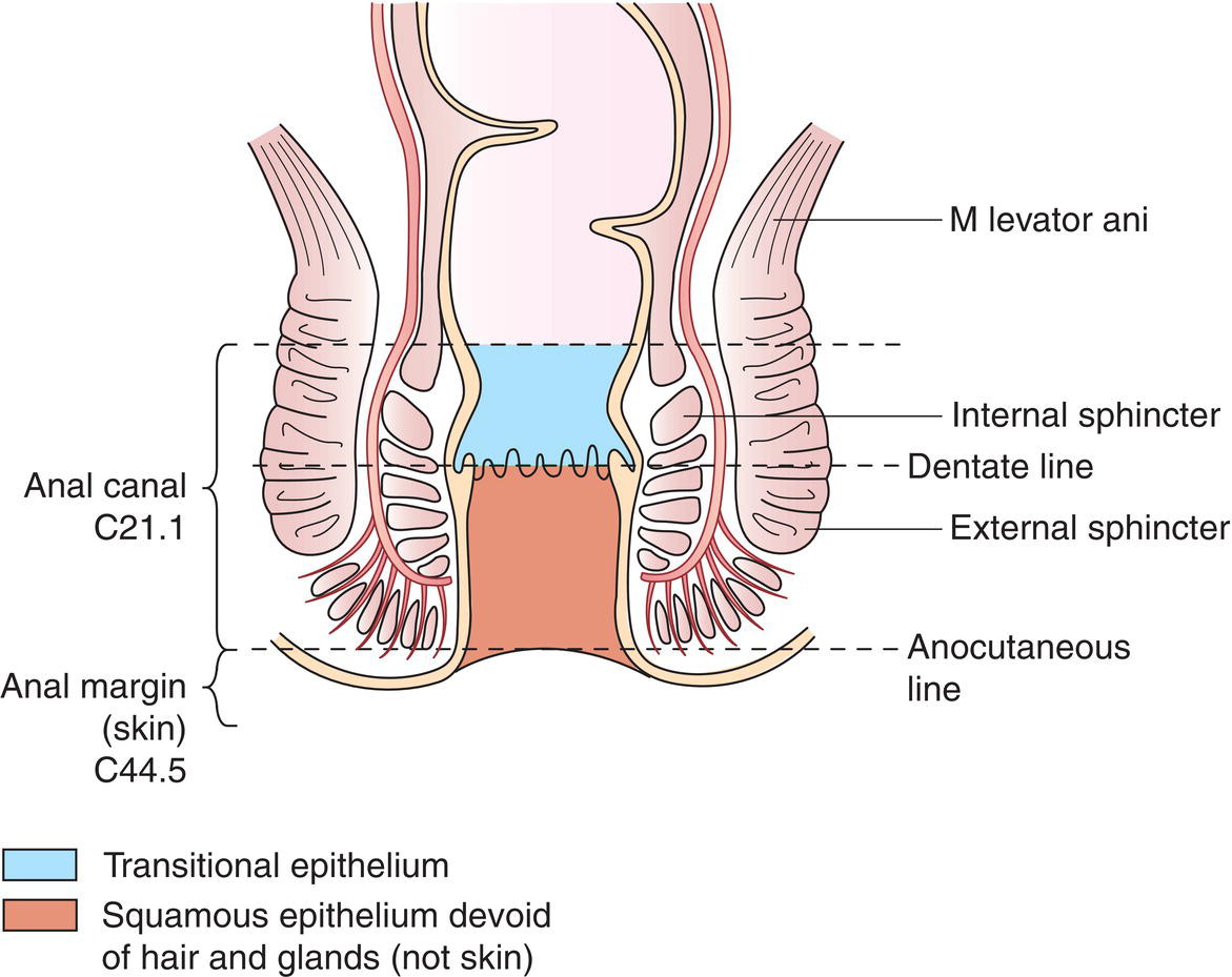 Schematic illustration of the anal canal.