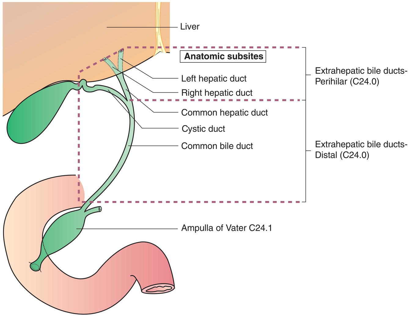 Schematic illustration of Anatomical Sites and Subsites.