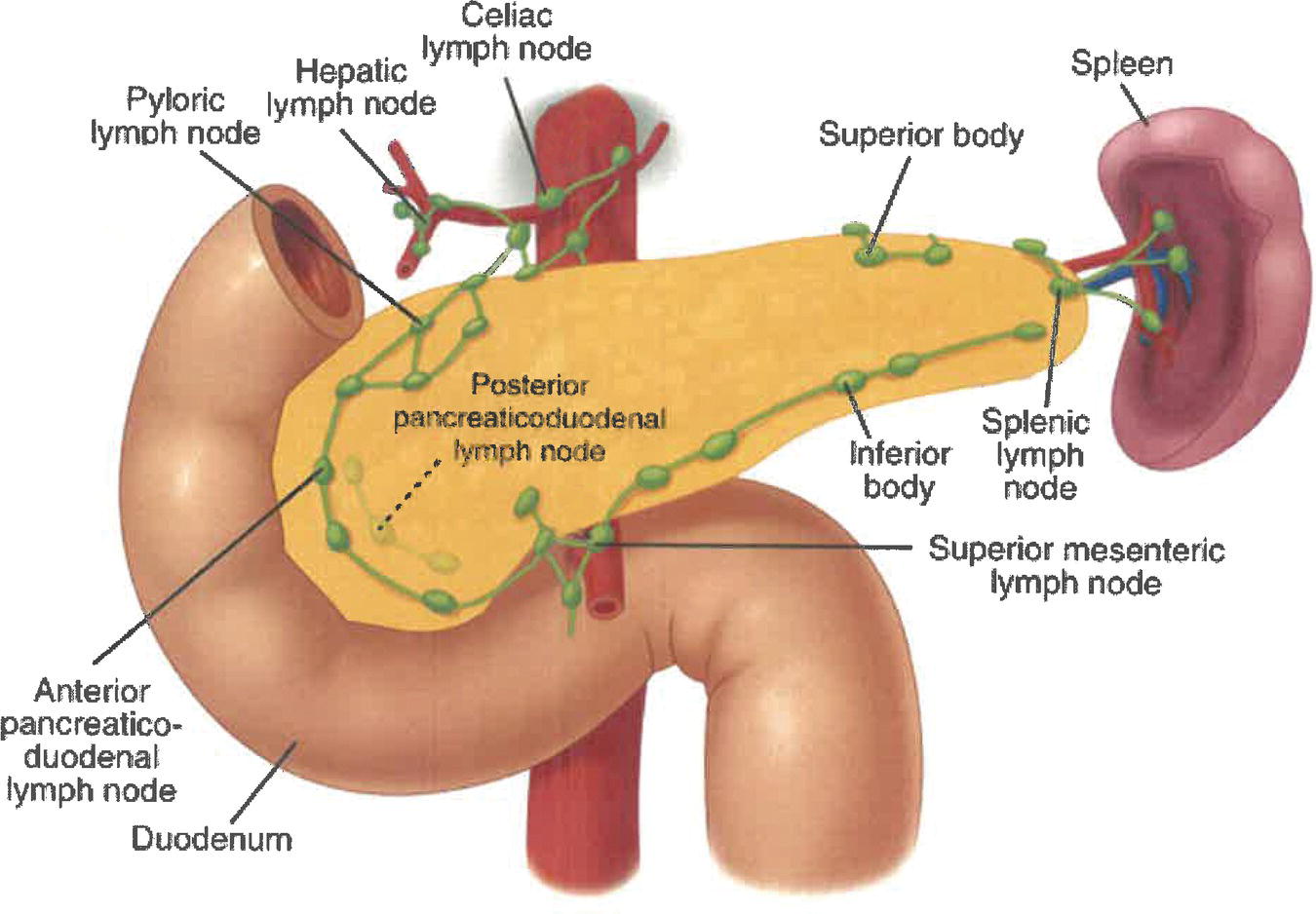 Schematic illustration of the lymph nodes along the anterior and posterior pancreaticoduodenal vessels the superior mesenteric vein and right lateral wall of the superior mesenteric artery, proximal mesenteric vessels, the common hepatic artery, coeliac axis, pyloric, infrapyloric, subpyloric vessels.