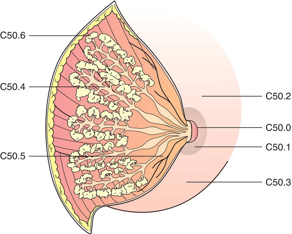 Schematic illustration of Nipple, Central portion, Upper-inner quadrant, Lower-inner quadrant,Upper-outer quadrant, Lower-outer quadrant and Axillary tail.