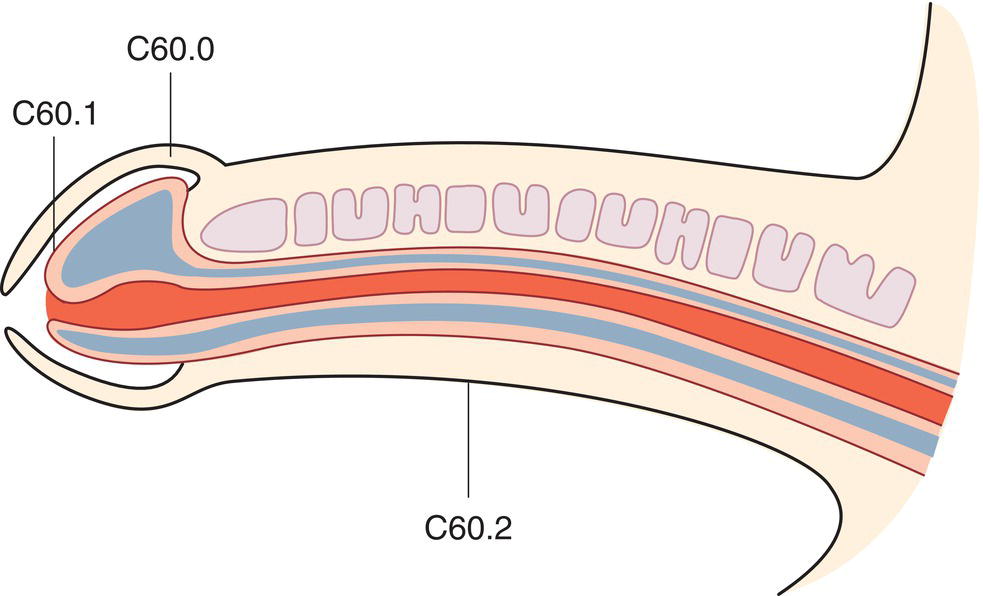 Schematic illustration of Prepuce, Glans penis and Body of penis.