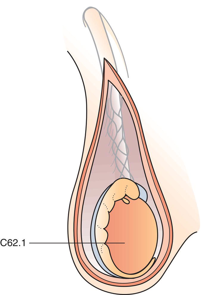 Schematic illustration of Testis.