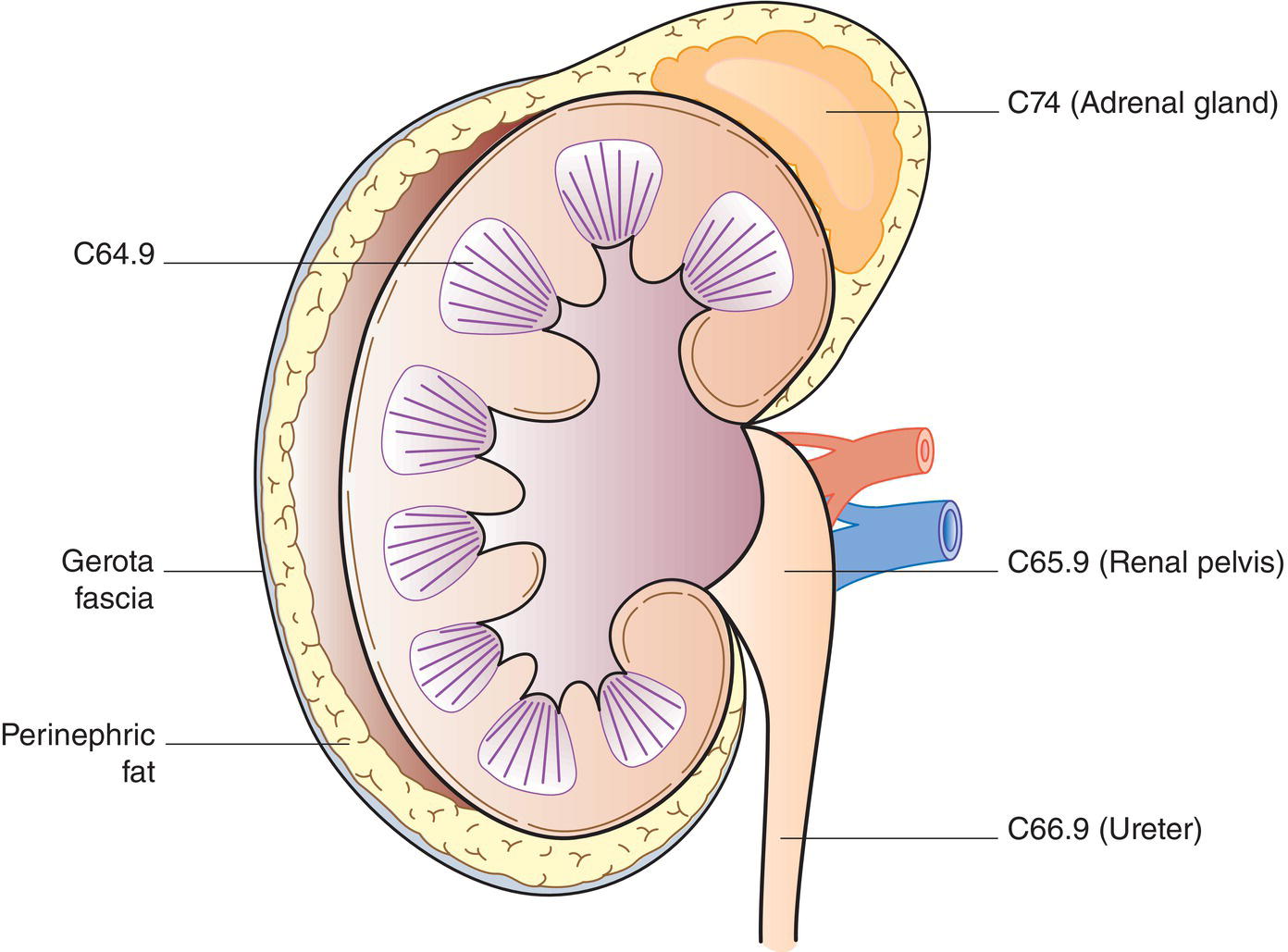 Schematic illustration of Kidney.