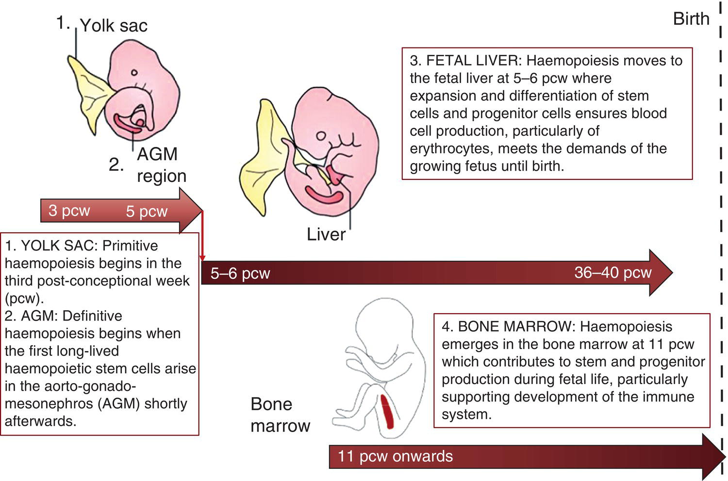 Schematic illustration of ontogeny of human haemopoiesis in embryonic and fetal life.