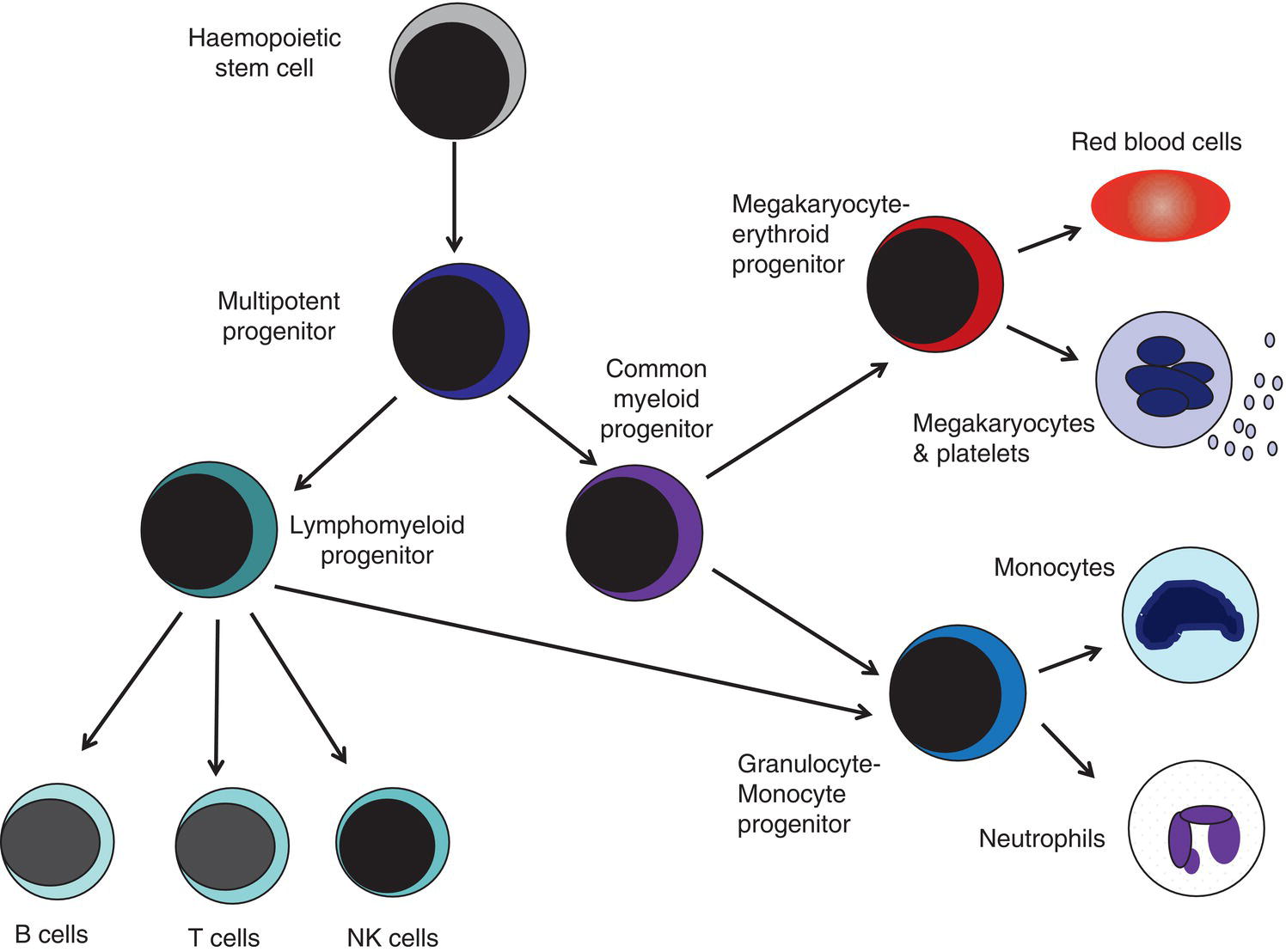 Schematic illustration of the fetal haemopoietic stem and progenitor cell hierarchy showing the differentiation of multipotent and committed progenitor cells from haemopoietic stem cells.