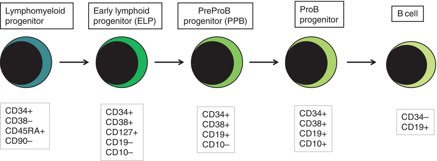 Schematic illustration of immunophenotypically defined progenitor populations along the B cell differentiation trajectory in the human fetus.