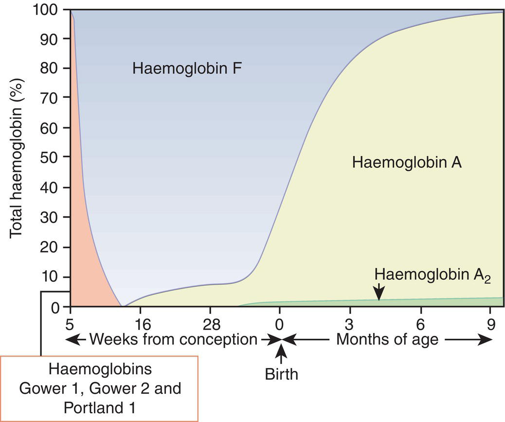 Schematic illustration of the sites and rates of synthesis of different haemoglobins in the embryonic and fetal periods and during infancy.