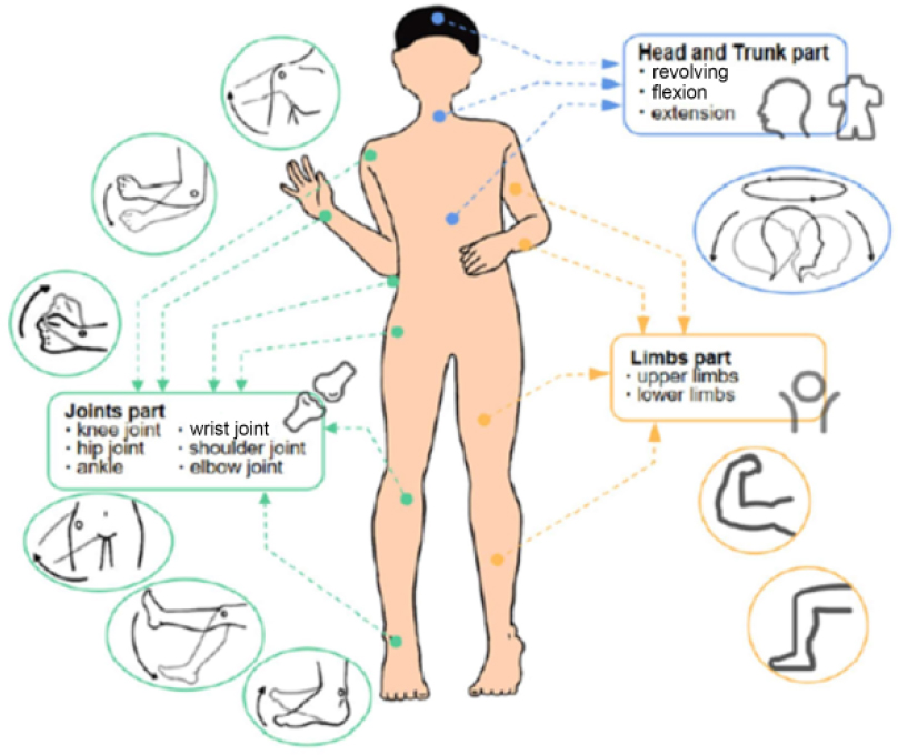  A diagram illustrates human body movements and various joints, including head, trunk, upper and lower limbs, and specific joints like knee, hip, and elbow.
