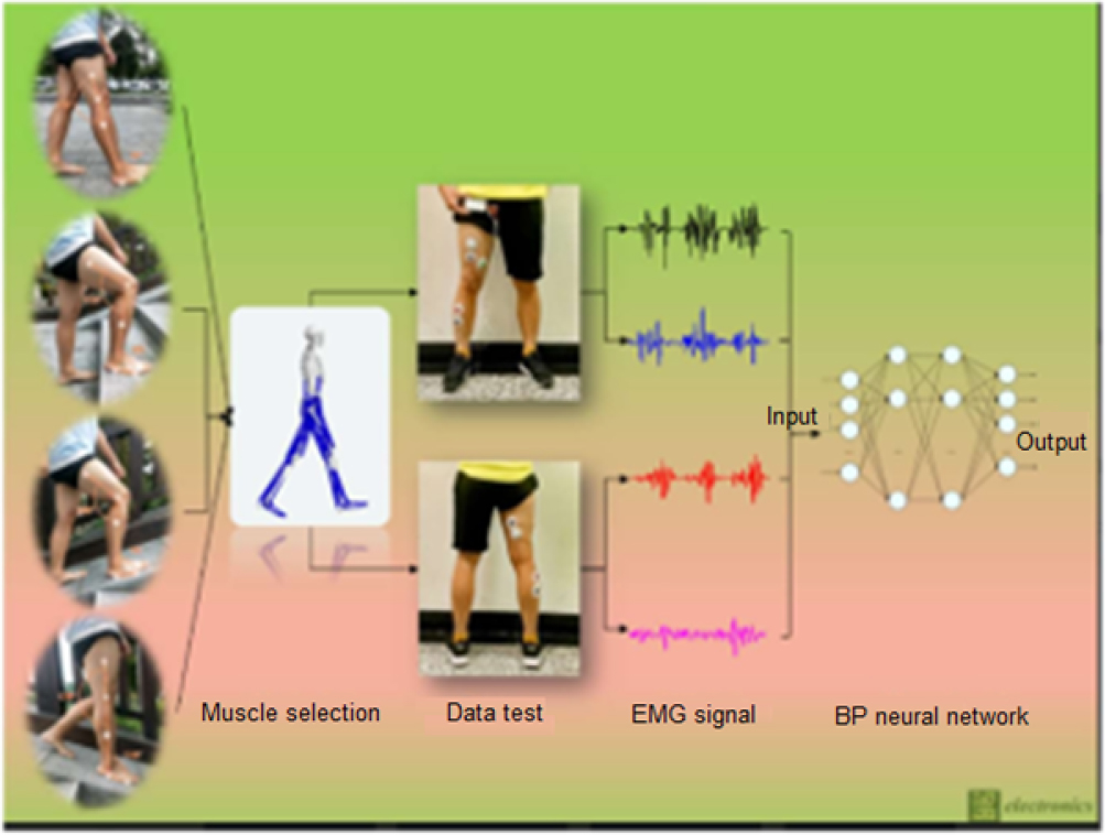 A flow diagram illustrates electromyography signal patterns during various muscle contraction phases with muscle and electrode placement.