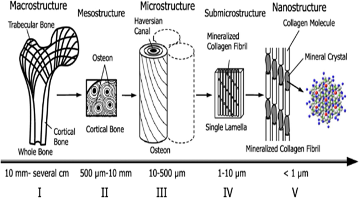 A diagram illustrates the hierarchical structure of cortical bone from macro to nano scale.